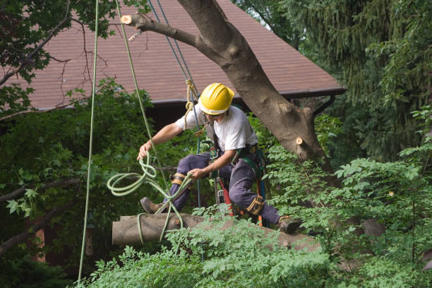 Best Tree and Shrub Care  in Pennsboro, WV