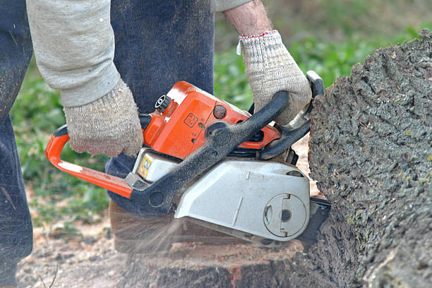  Pennsboro, WV Tree Removal Services Pros