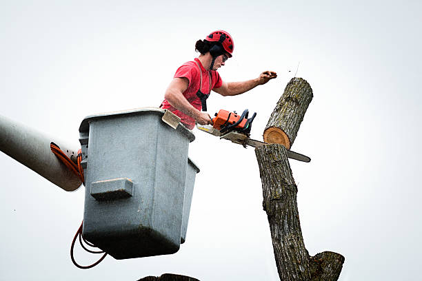 Best Tree Removal  in Pennsboro, WV