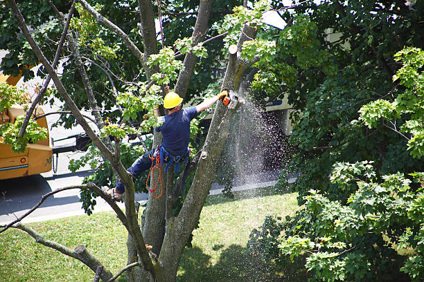 How Our Tree Care Process Works  in  Pennsboro, WV